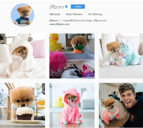 10 Akun Hewan  Peliharaan Lucu  di Instagram  Wajib Follow