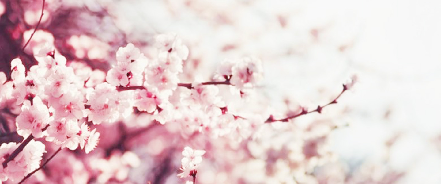 Mau Wisata Lihat Keindahan Bunga Sakura Harus Berangkat Lebih Awal