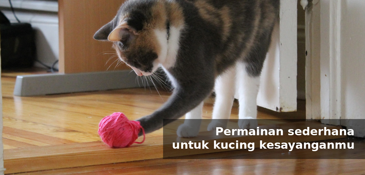 Permainan sederhana untuk kucing kesayanganmu - Simas insurtech