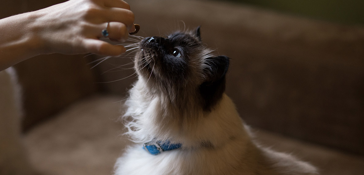 Pemilihan Makanan Yang Tepat Untuk Kucing Kesayangan Simas Insurtech