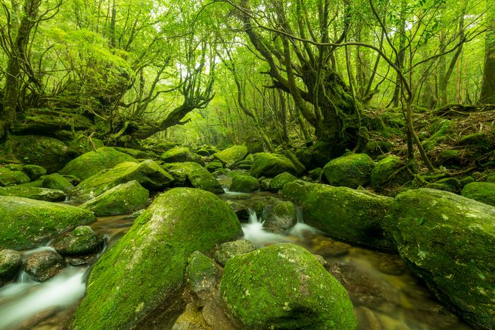hutan animashi ghibli