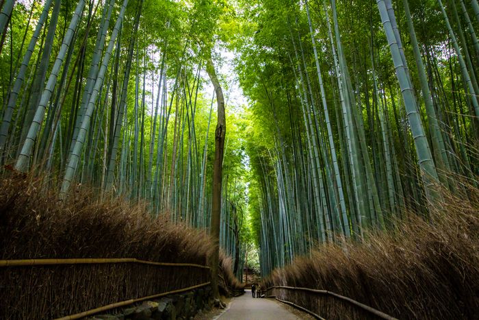hutan bambu ghibli
