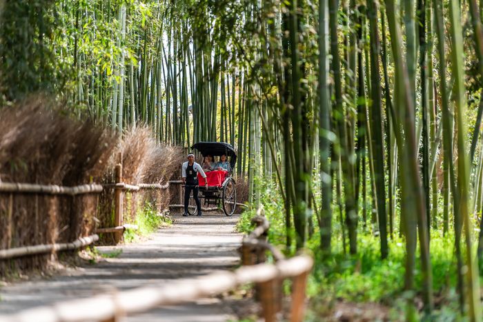 hutan bambu kaguya