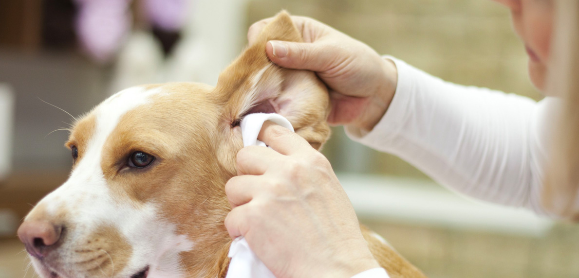 9 Cara Menjaga Anjing Kesayangan Agar Tetap Bersih dan Harum